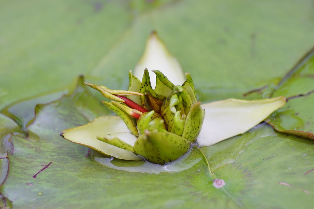 如此奇特的现象,感兴趣的游客不妨来辰山植物园一探究竟吧.