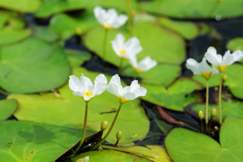 新奇水生植物刺种荇菜绽放辰山植物园