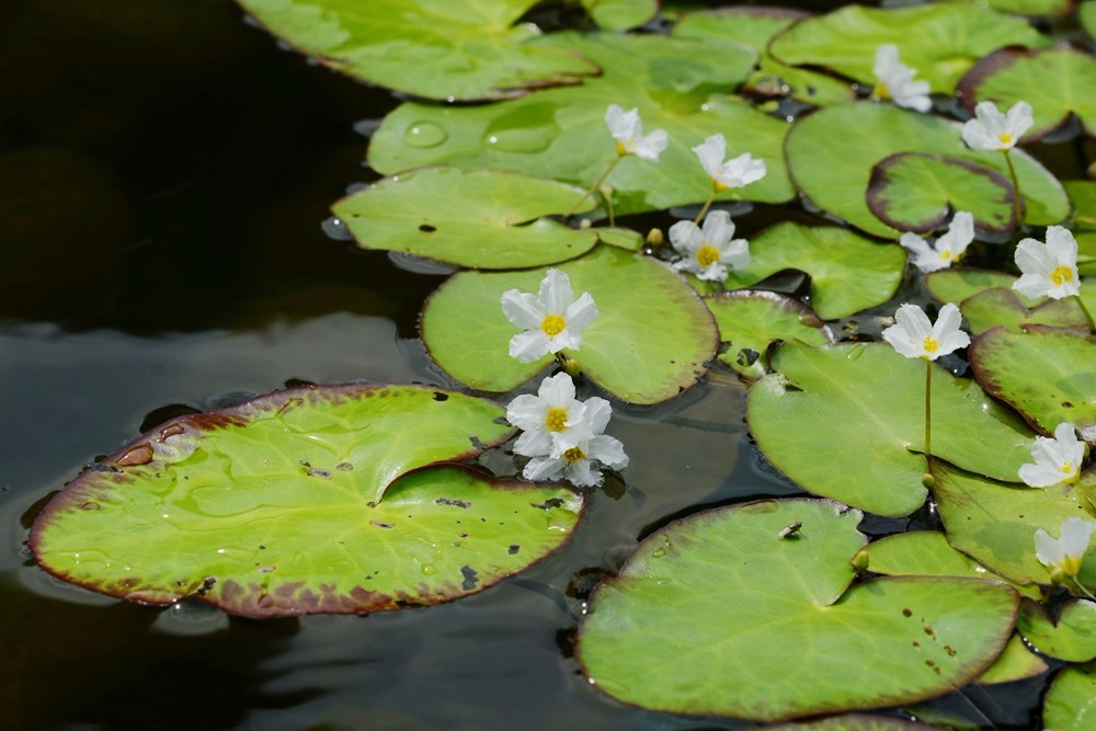 新奇水生植物刺种荇菜绽放辰山植物园