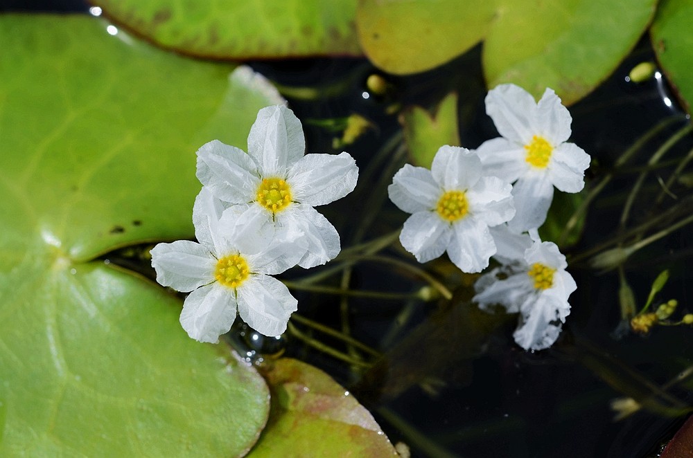 新奇水生植物刺种荇菜绽放辰山植物园