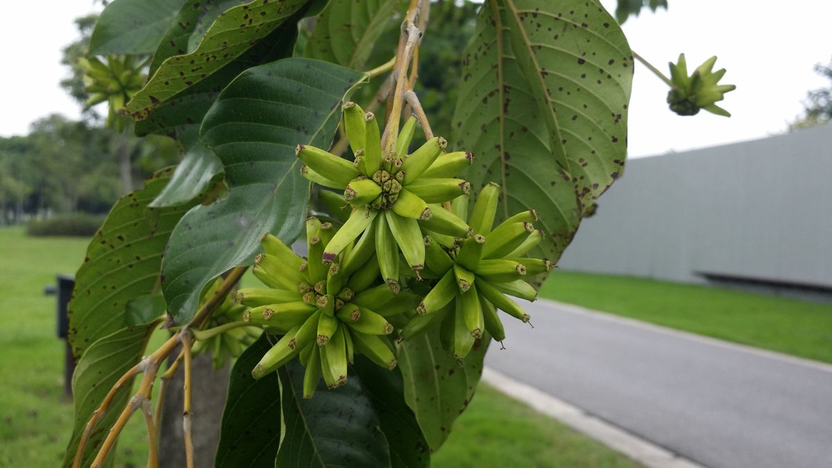 辰山植物园珍稀植物喜树喜结硕果