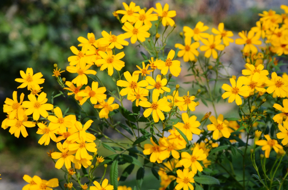 辰山植物园花讯满园尽带黄金甲十一月下