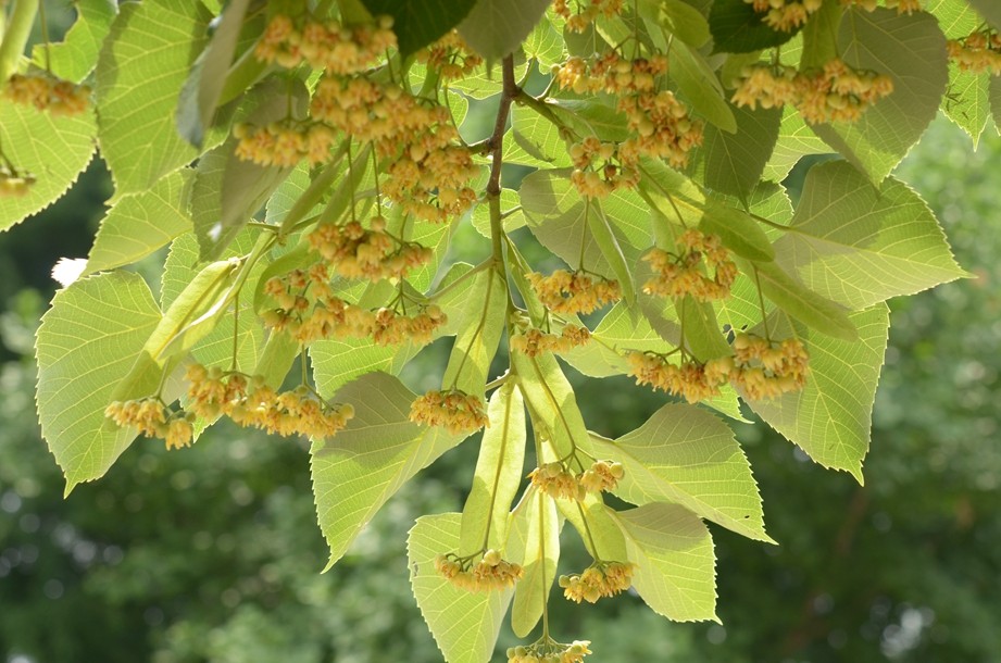 濒危植物南京椴花开辰山植物园