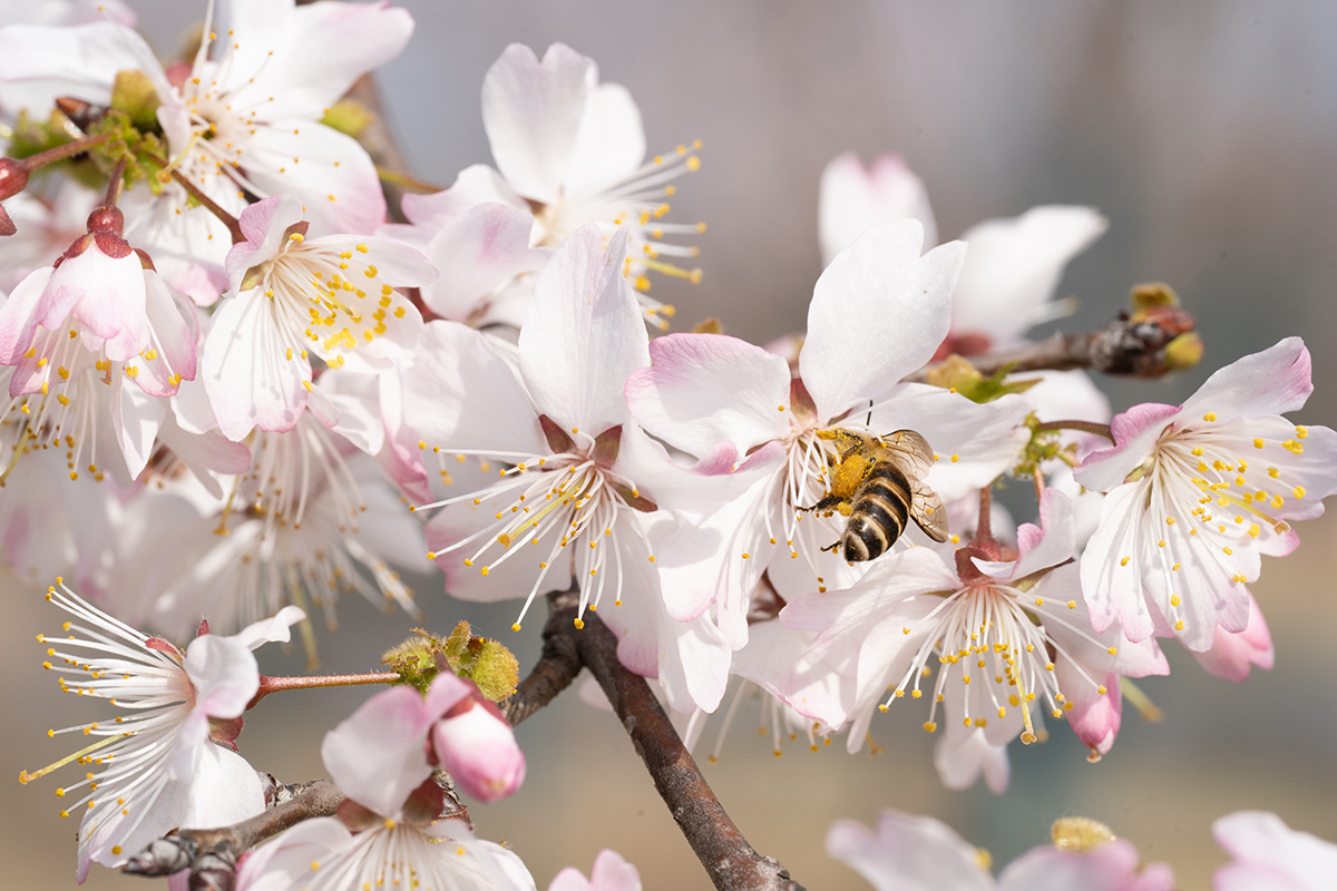 迎春樱花间忙碌的蜜蜂.jpg