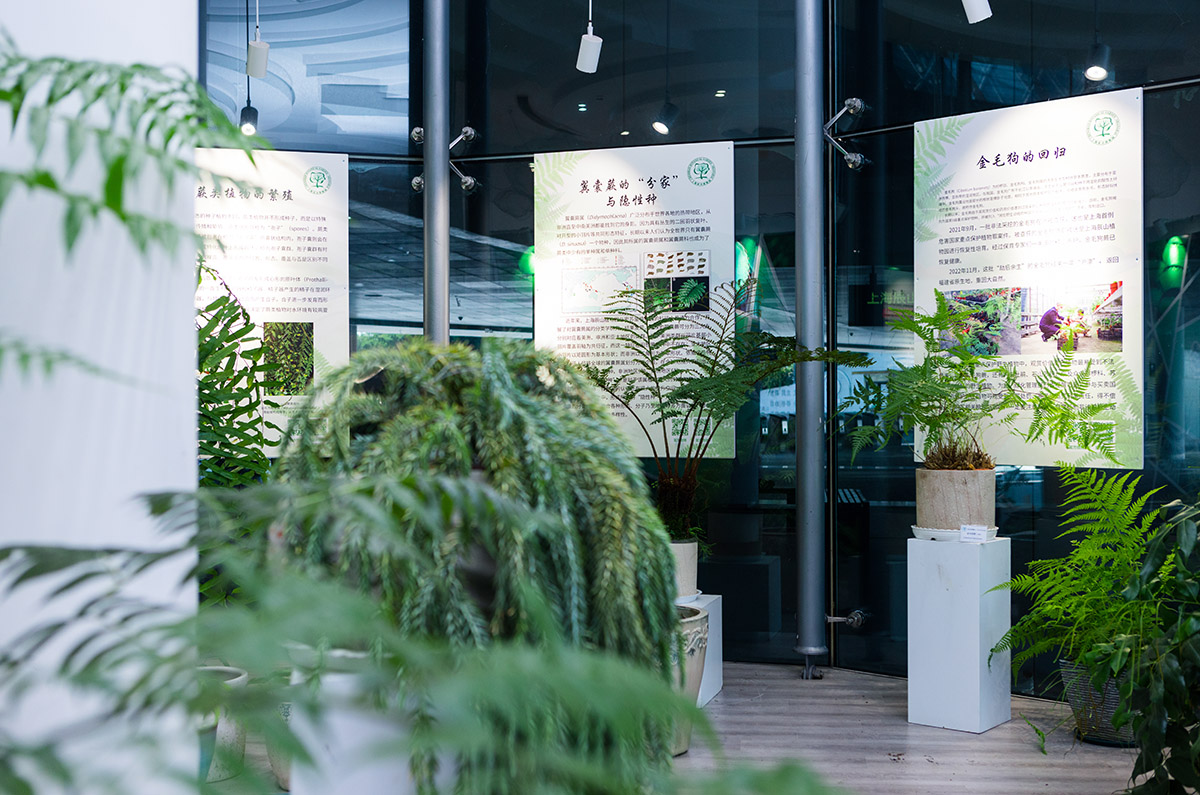 辰山植物园蕨类植物保育成果精品展 (8).jpg 辰山植物园蕨类植物保育成果精品展 (8).jpg