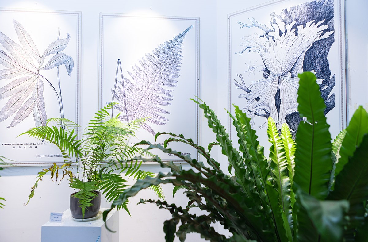辰山植物园蕨类植物保育成果精品展 (7).jpg