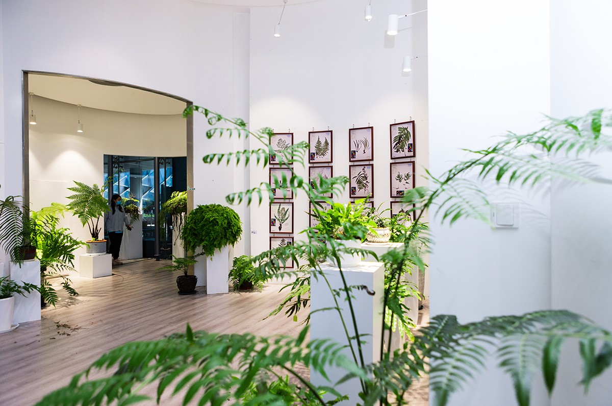 辰山植物园蕨类植物保育成果精品展 (9).jpg