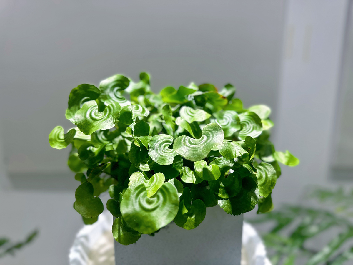 荷叶铁线蕨.jpg