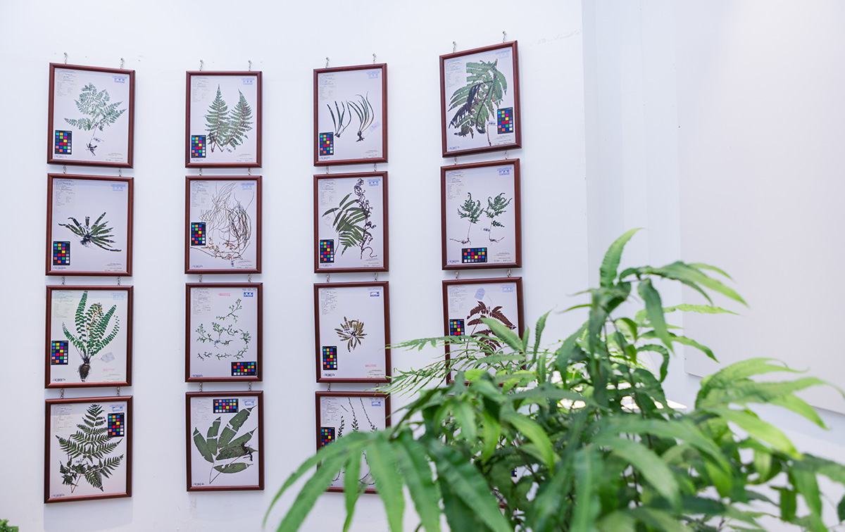 蕨类植物标本.jpg