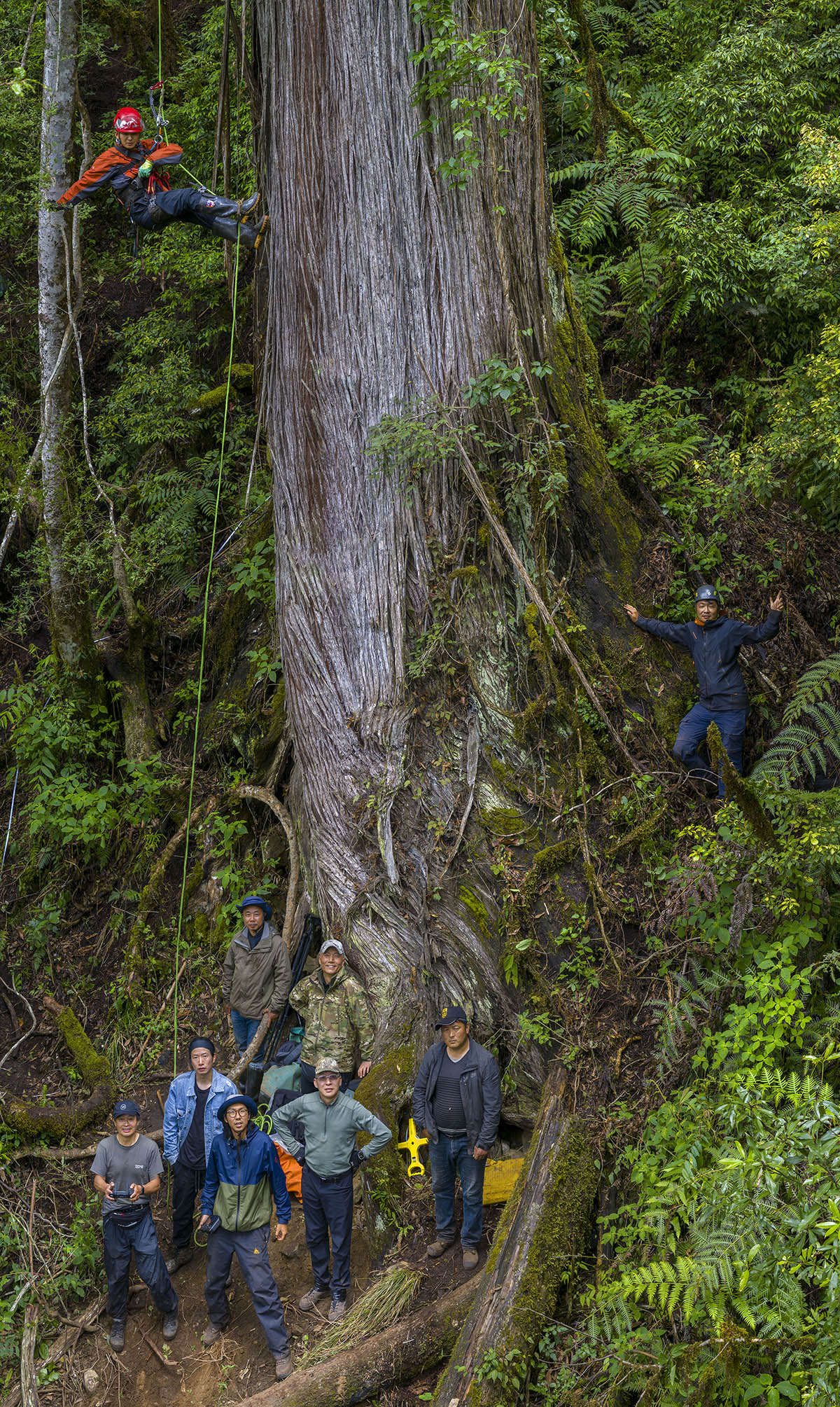 （图6：中国巨树科考队在巨树下合影）.jpg
