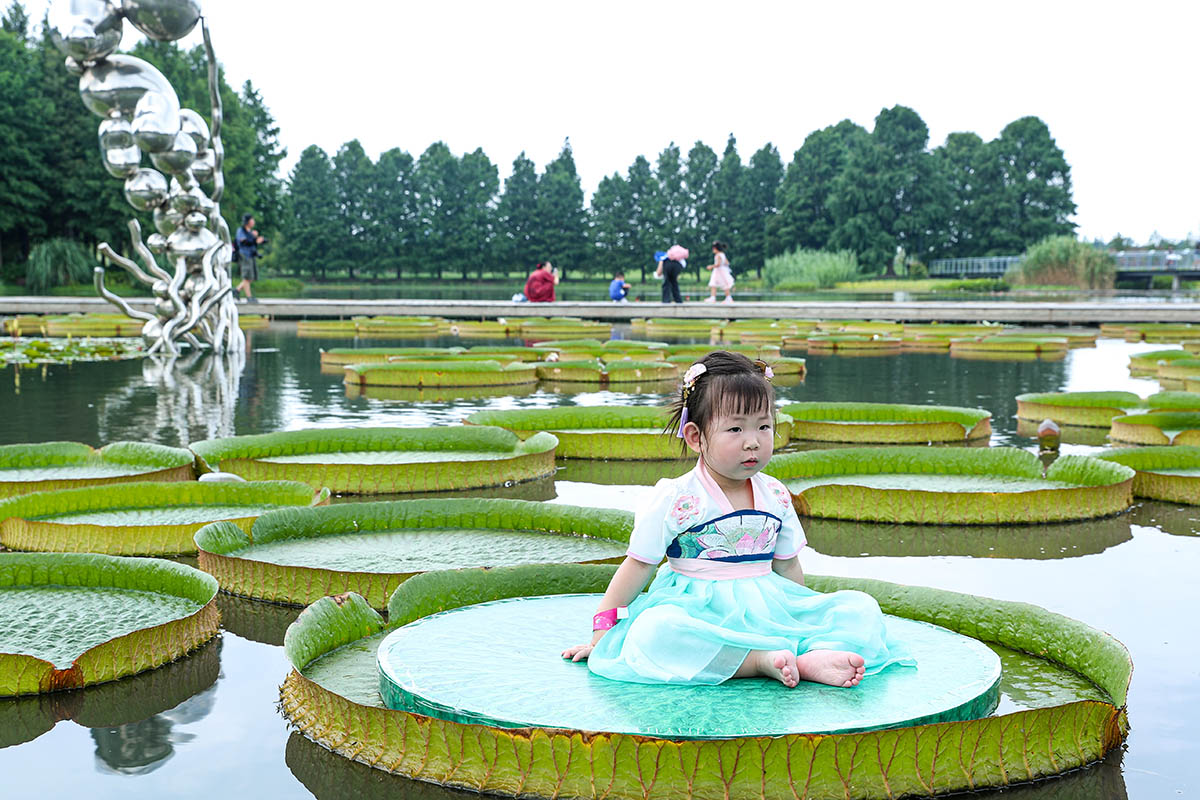 百变萌娃坐王莲 (3).jpg