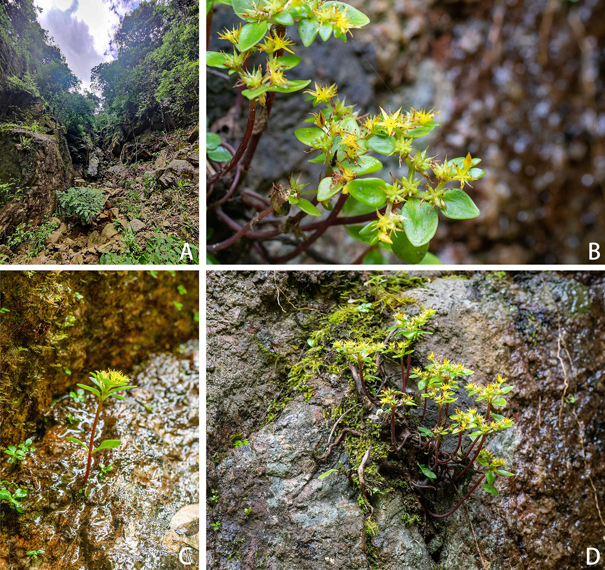阳际峰景天 (1).jpg