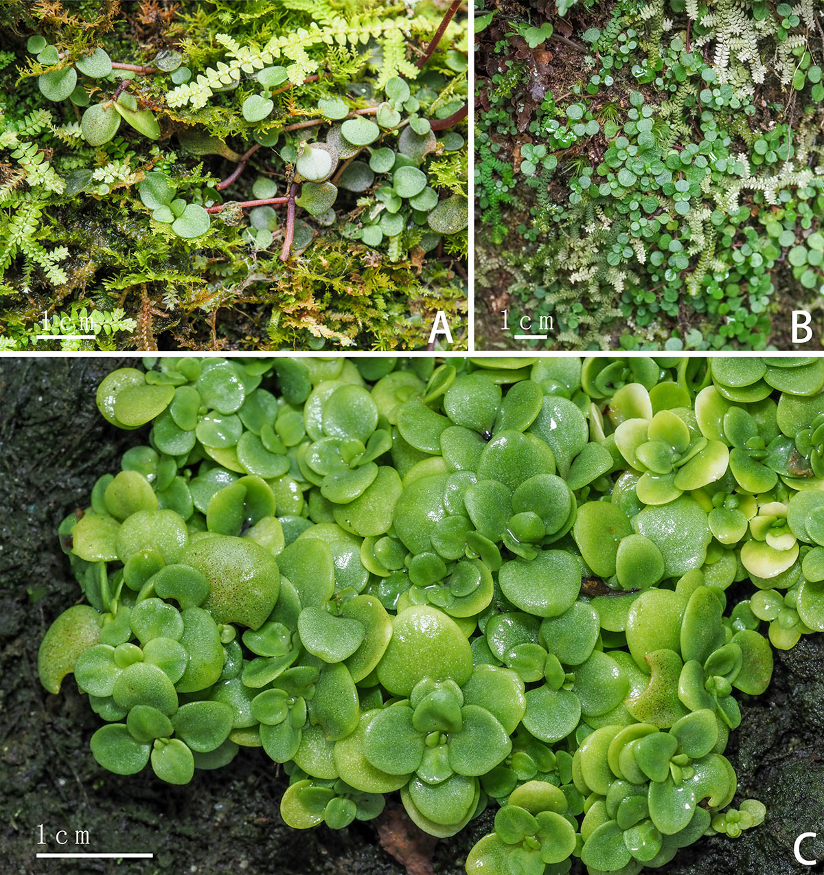 阳际峰景天 (2).jpg