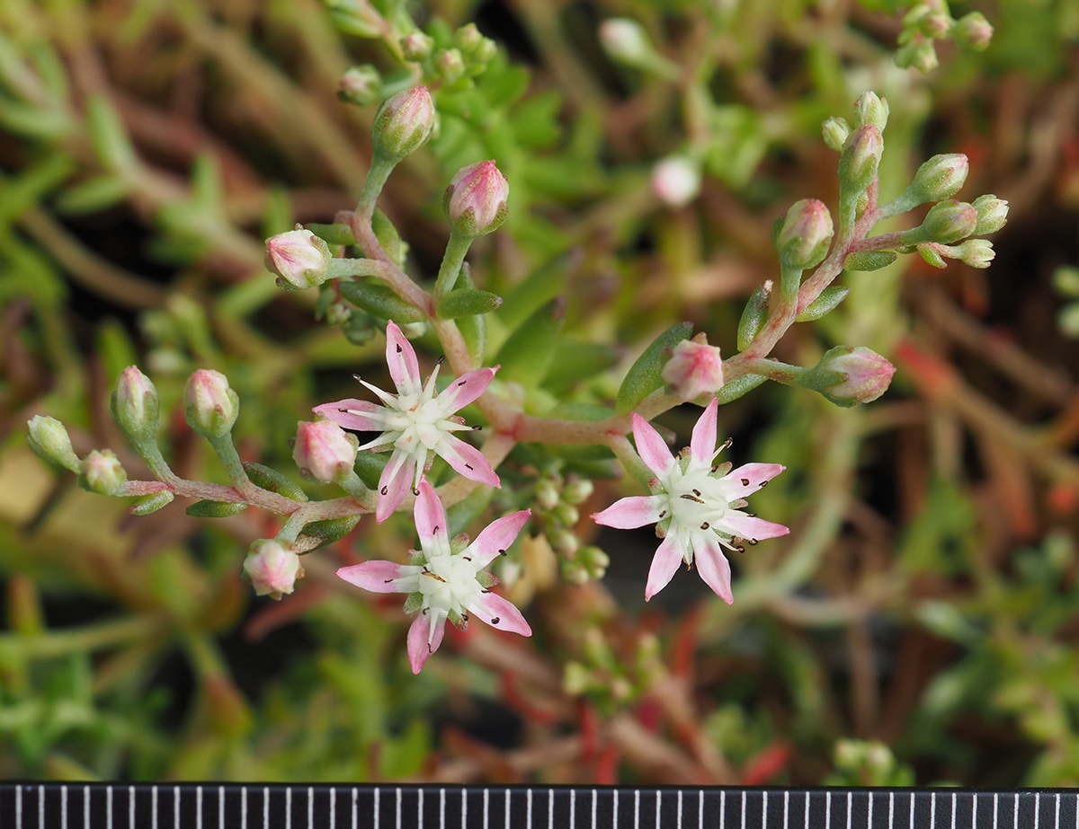 丹霞景天 2-2.jpg