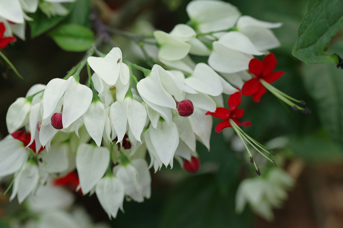 1、龙吐珠 2.jpg 1、龙吐珠 2.jpg