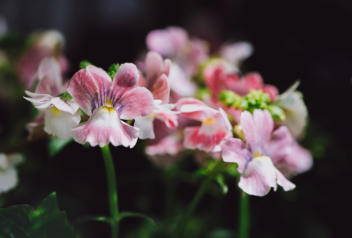 2、芳香龙面花 (1).jpg 2、芳香龙面花 (1).jpg