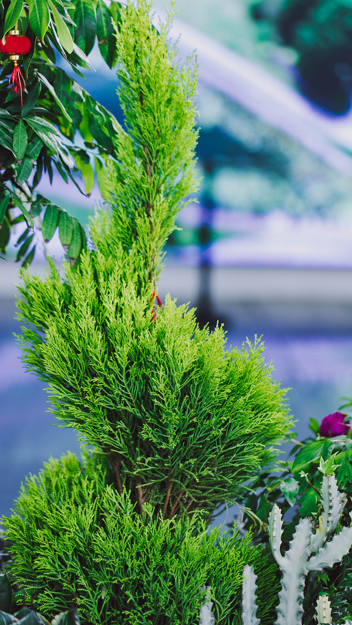 3、”龙“柏.jpg 3、”龙“柏.jpg