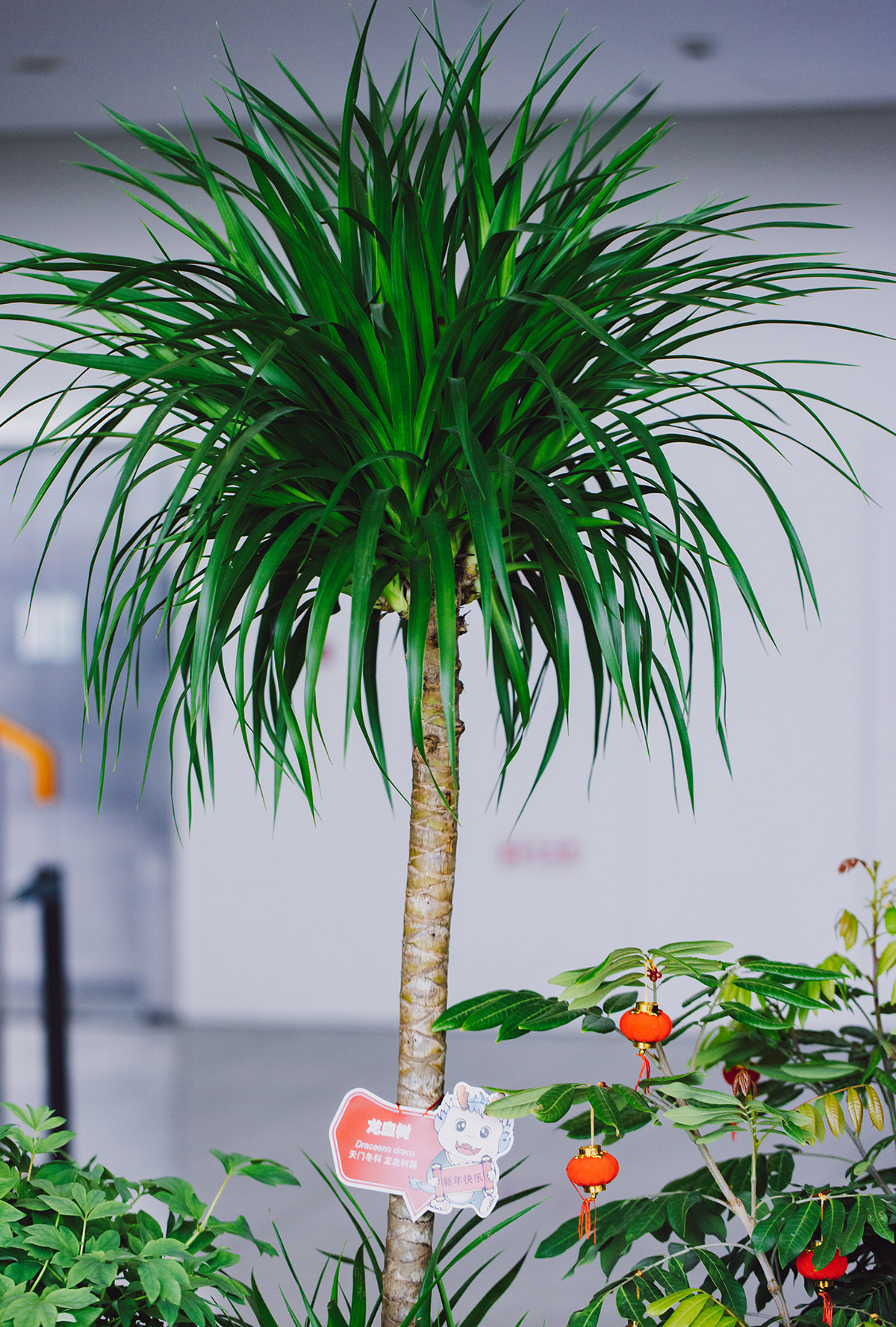 4、龙血树.jpg 4、龙血树.jpg