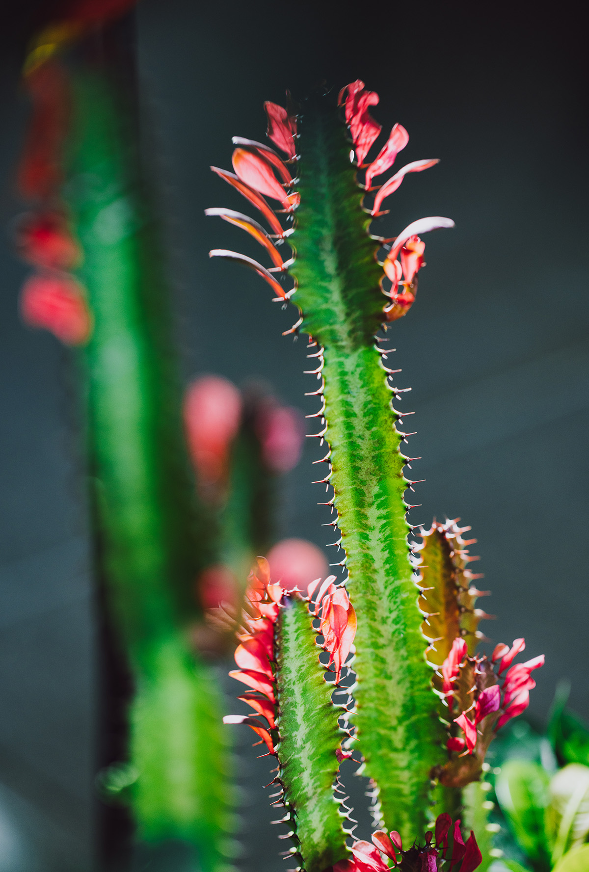 5、【红叶】龙骨.jpg 5、【红叶】龙骨.jpg