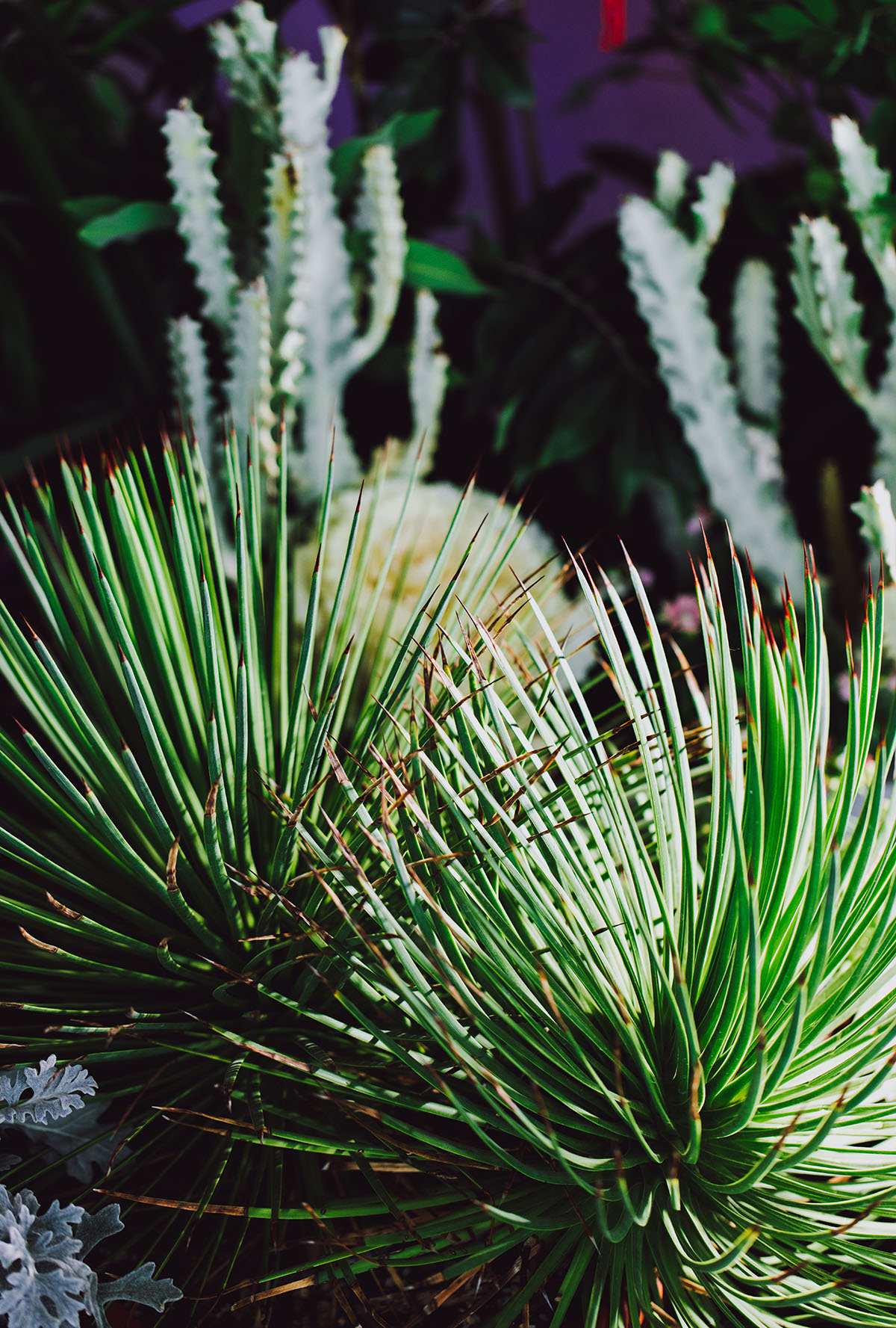 6、直叶龙舌兰.jpg 6、直叶龙舌兰.jpg