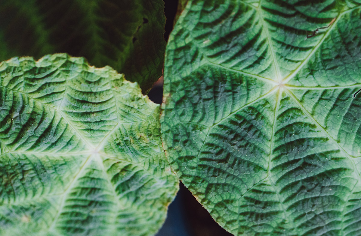 8、龙虎山秋海棠.jpg 8、龙虎山秋海棠.jpg