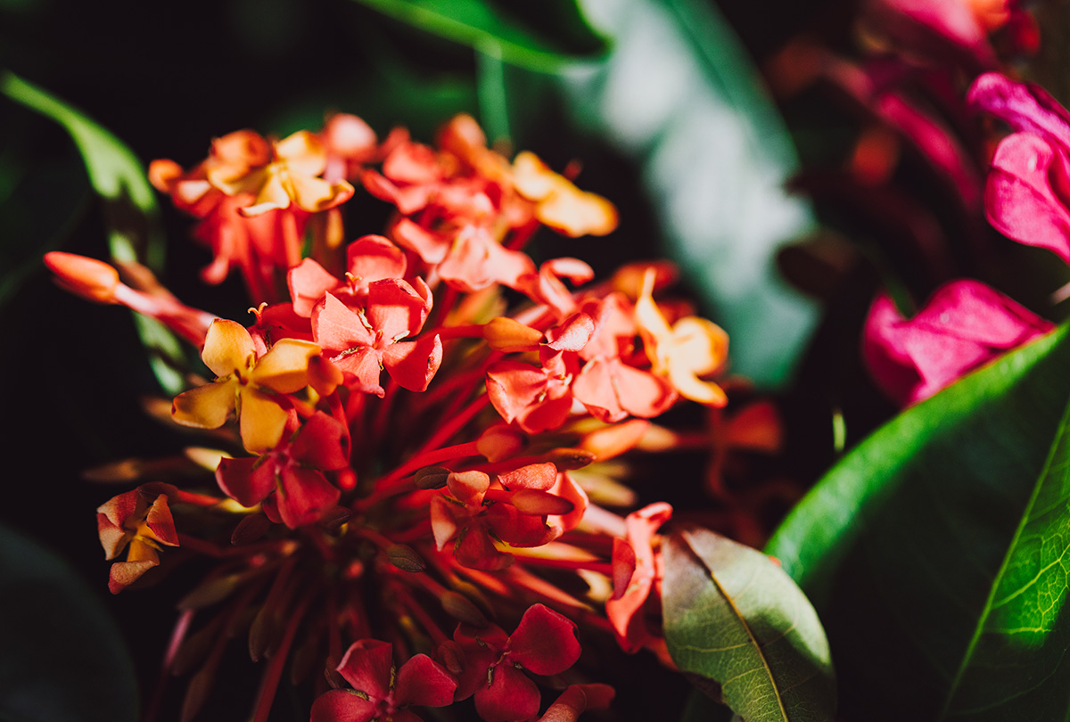 7、龙船花.jpg 7、龙船花.jpg