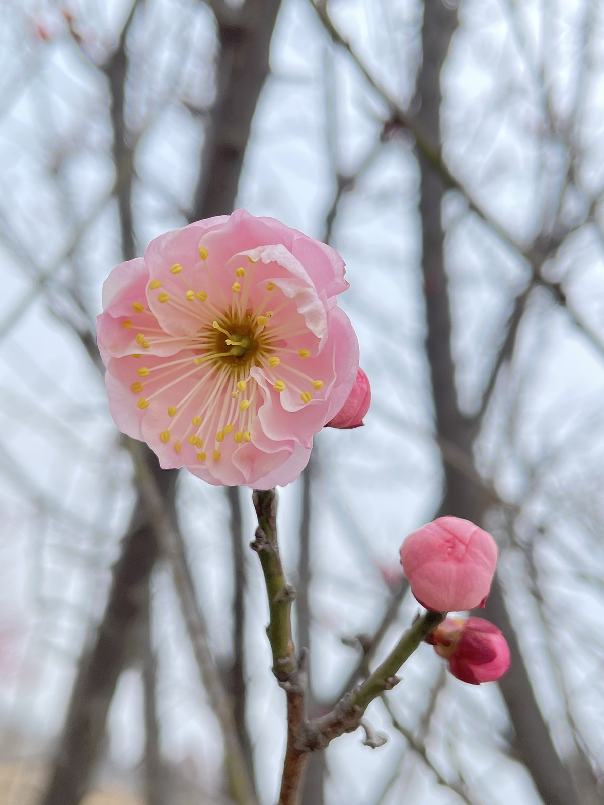 '别角晚水'梅.jpg