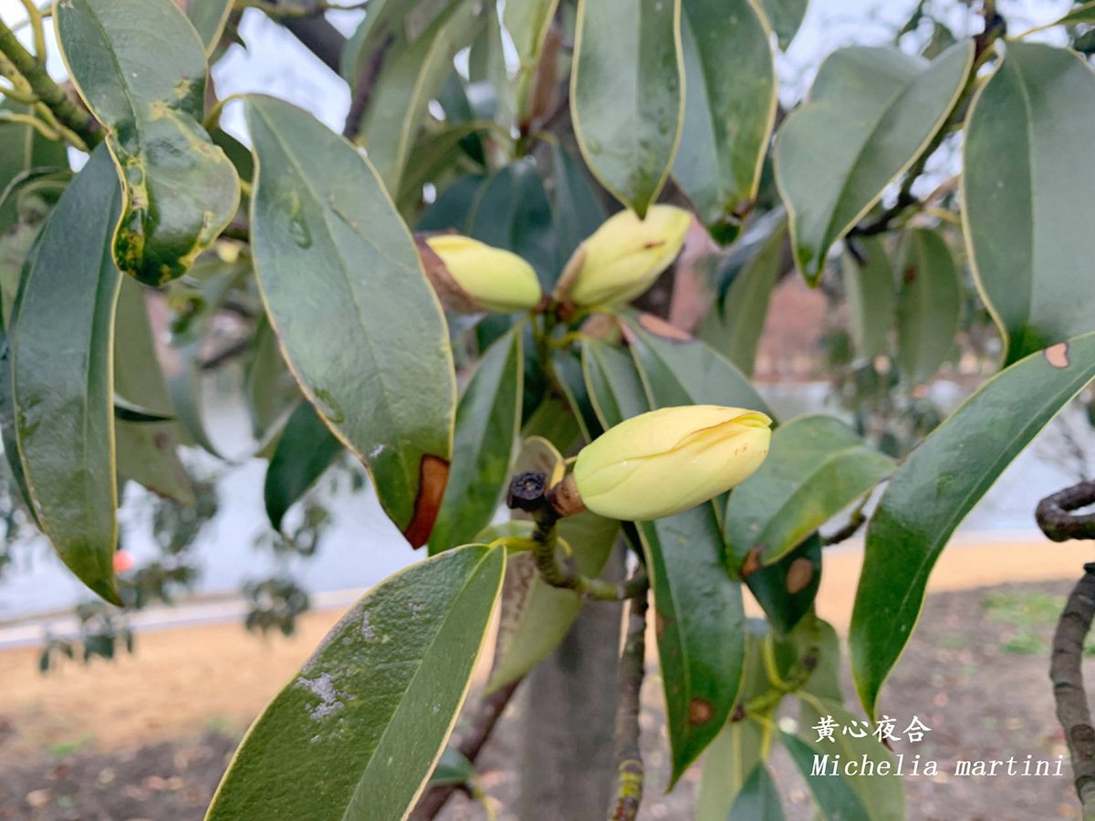 黄心夜合.jpg