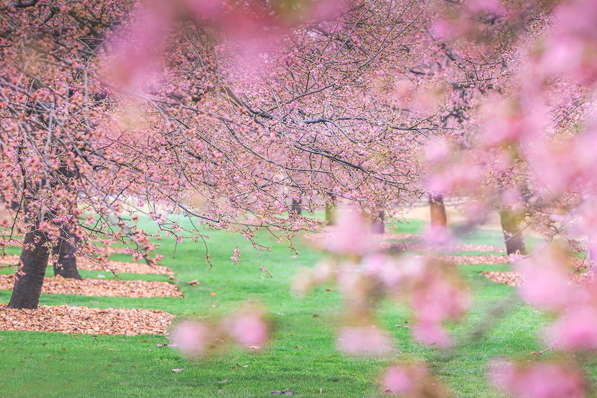 2024辰山河津樱实拍(0223) (3).jpg