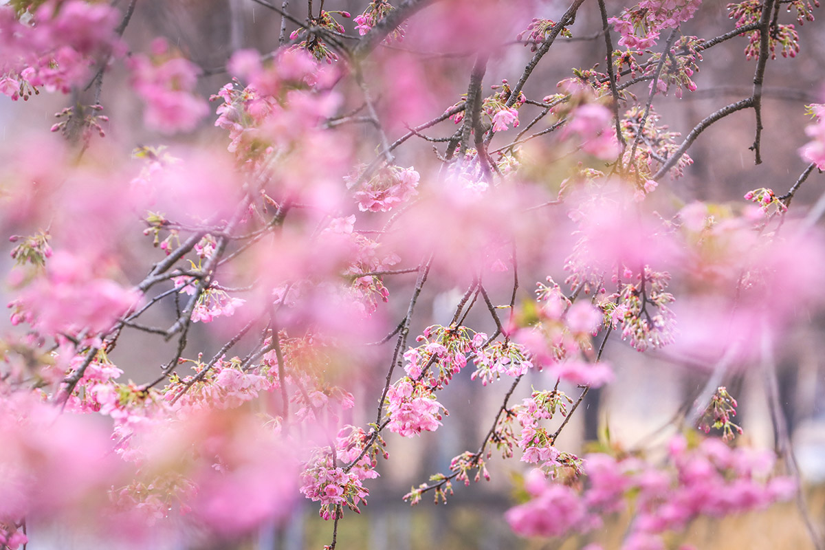 2024辰山河津樱实拍(0223) (1).jpg