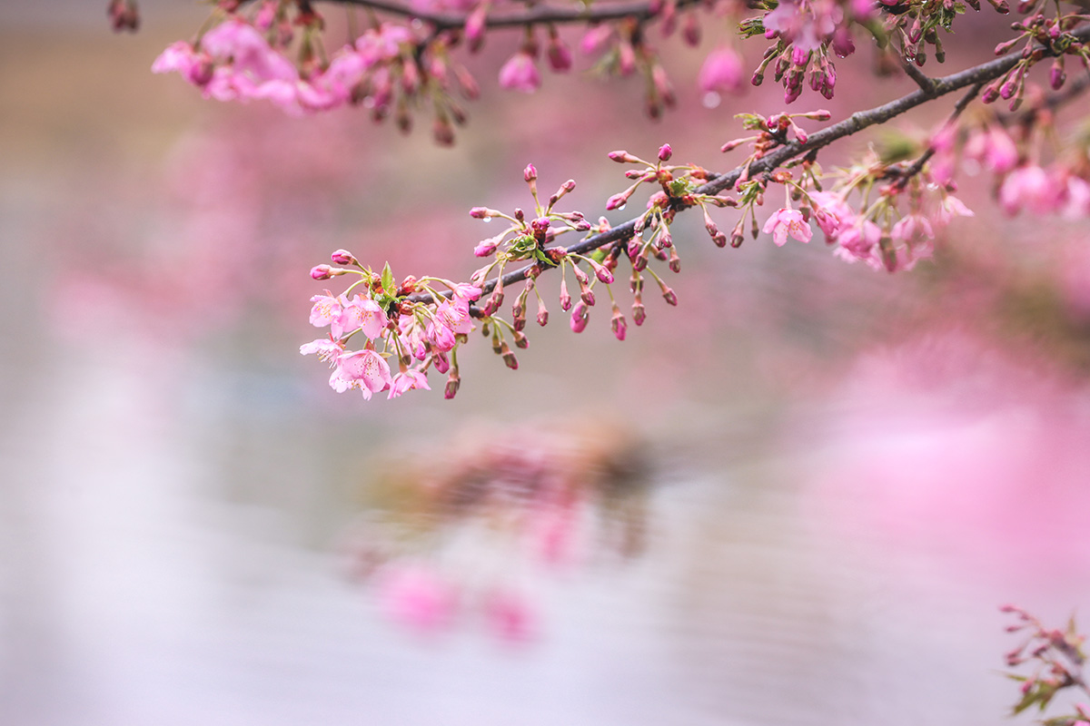 2024辰山河津樱实拍(0223) (6).jpg