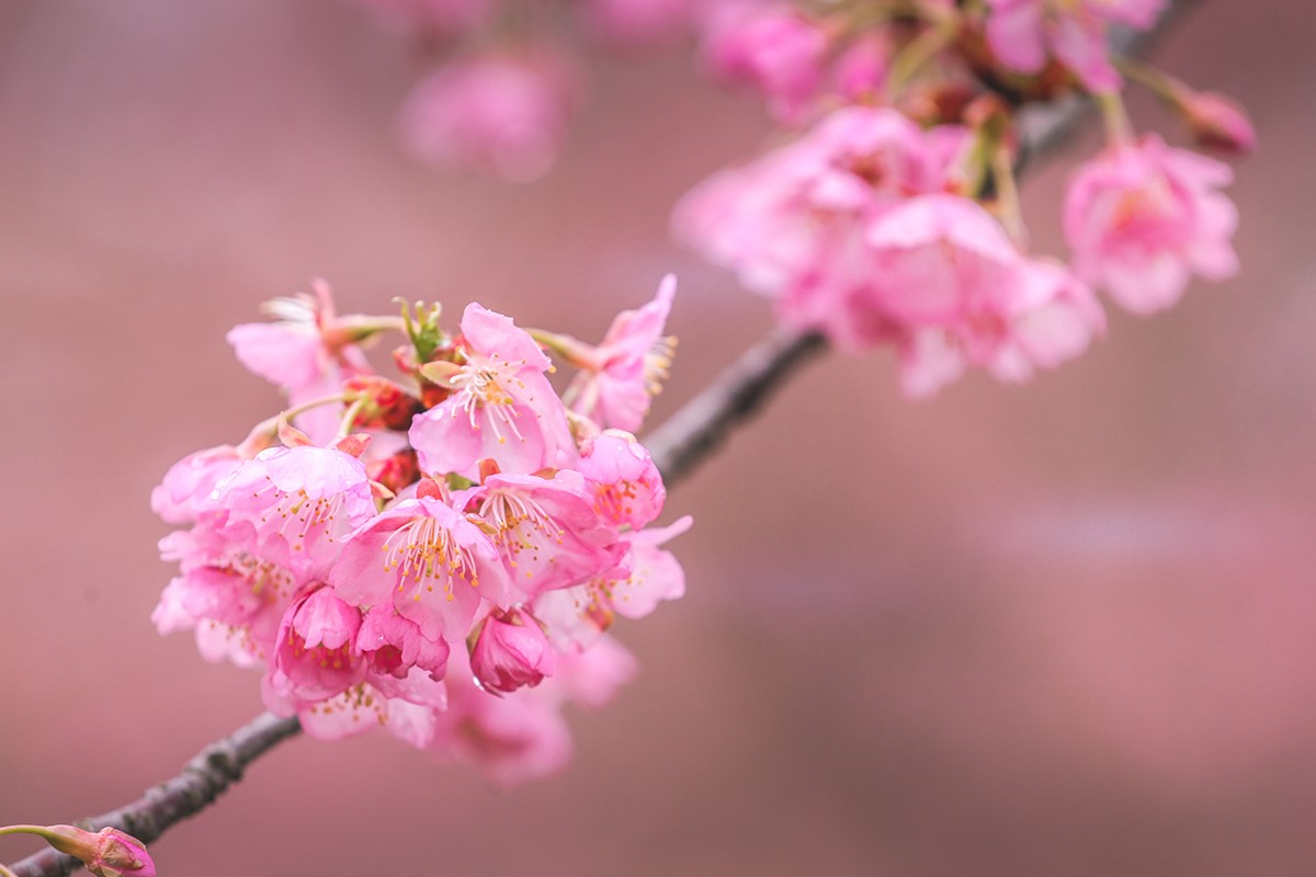 2024辰山河津樱实拍(0223) (7).jpg