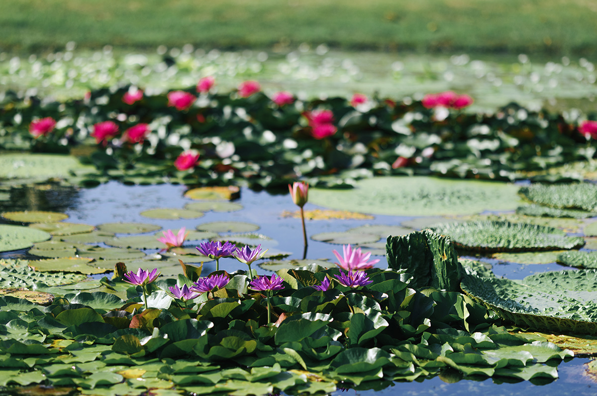 莲漪 展区 (2).jpg