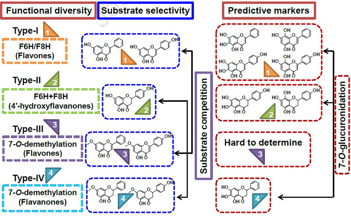 图1. 黄芩属中CYP82D亚家族功能多样性及底物选择性.jpg