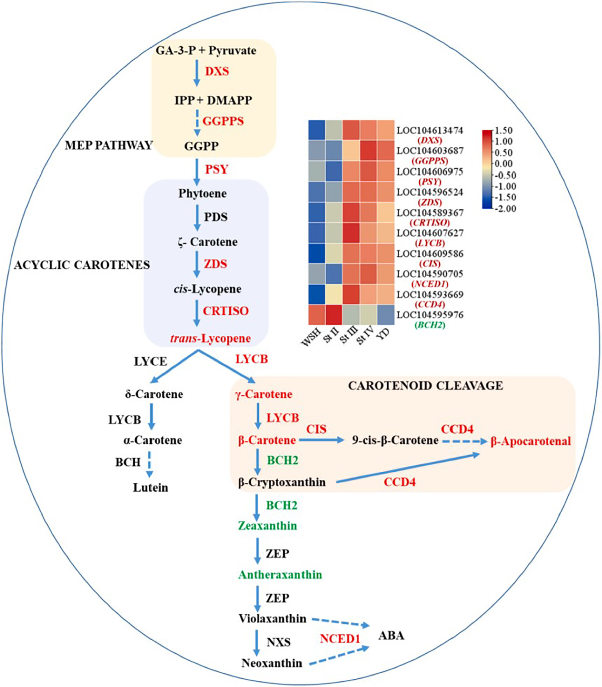 图3 橙红色花药类胡萝卜素代谢通路.jpg