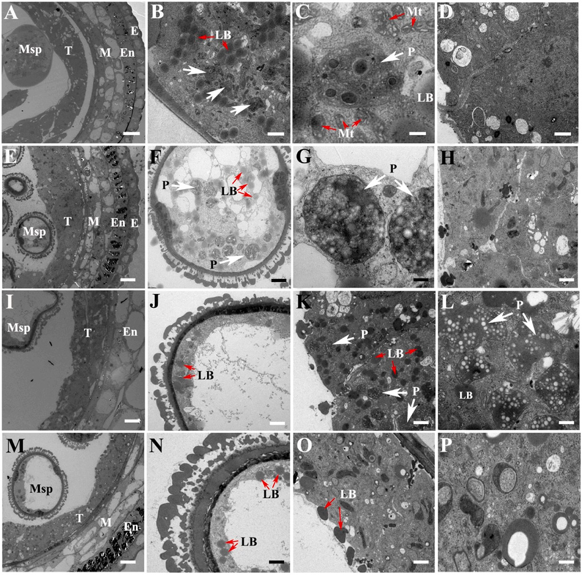 图2 ‘印度之谜’花药电镜观察.jpg