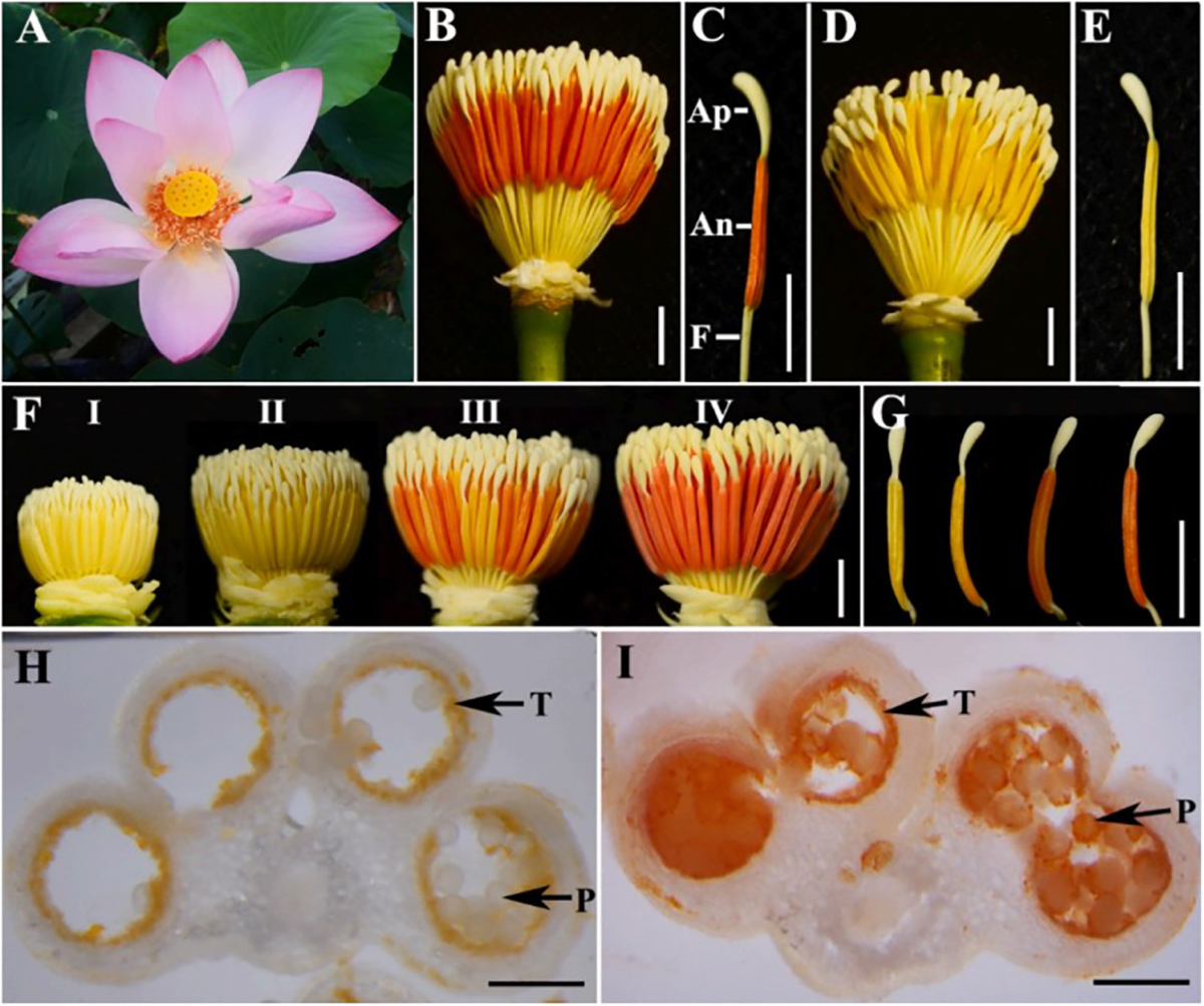 图1 印度莲花药表型及其颜色变化过程.jpg