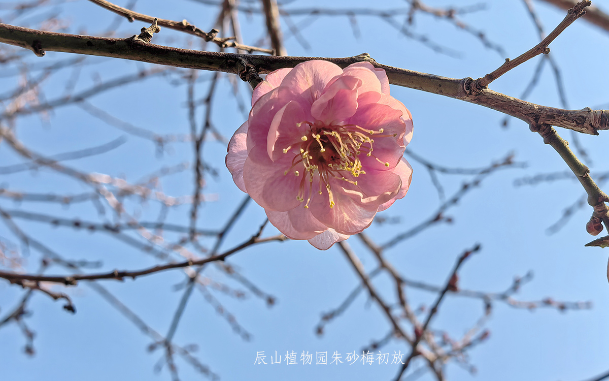 朱砂梅 初放.jpg