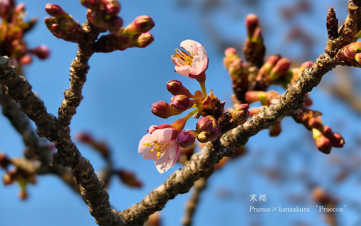 寒樱.jpg