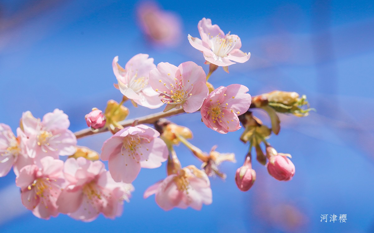 河津樱 3.jpg
