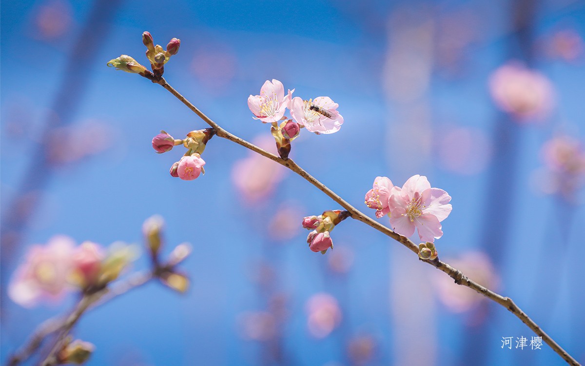 河津樱 4.jpg