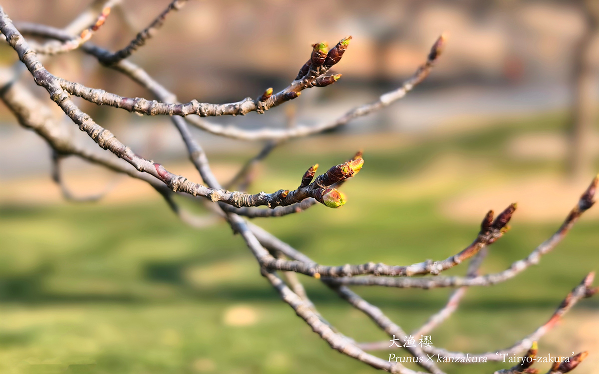 大渔樱.jpg 大渔樱.jpg