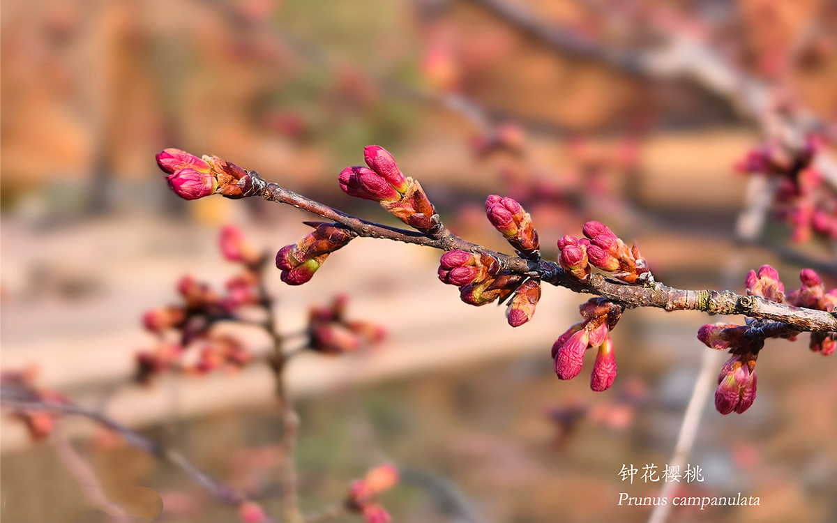 钟花樱桃.jpg 钟花樱桃.jpg