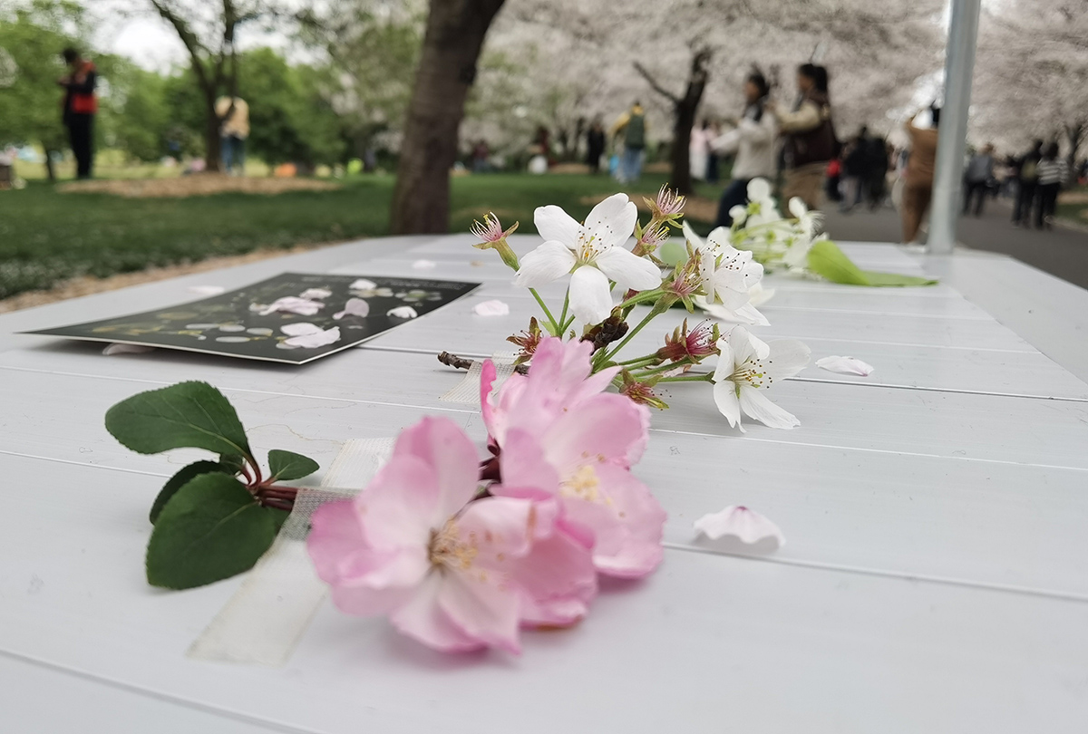 樱花定点科普讲解 (1).jpg