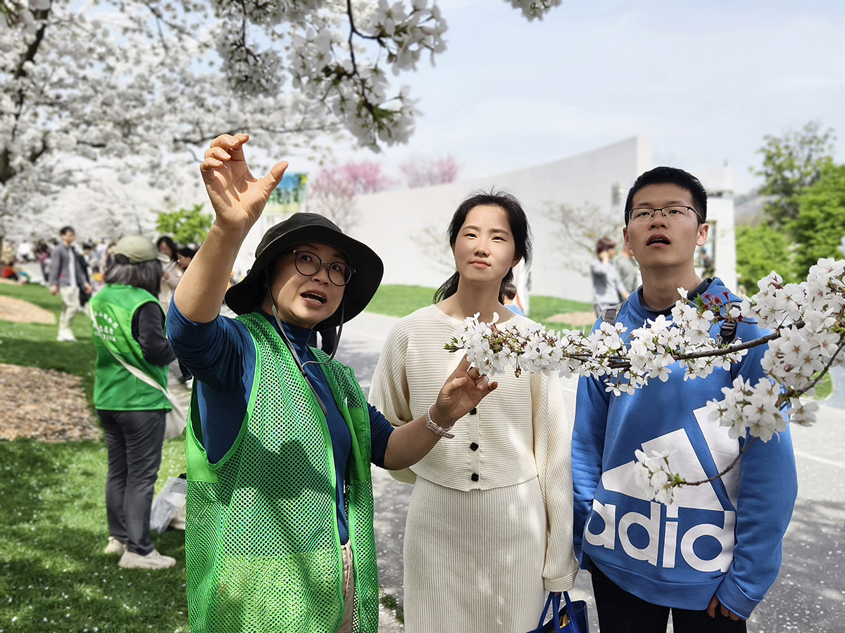 樱花定点科普讲解 (4).jpg