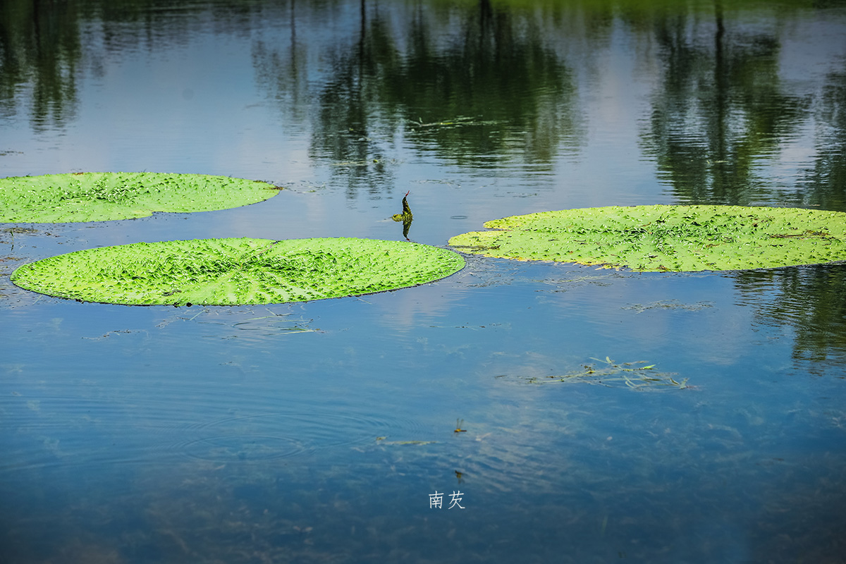 南芡.jpg 南芡.jpg