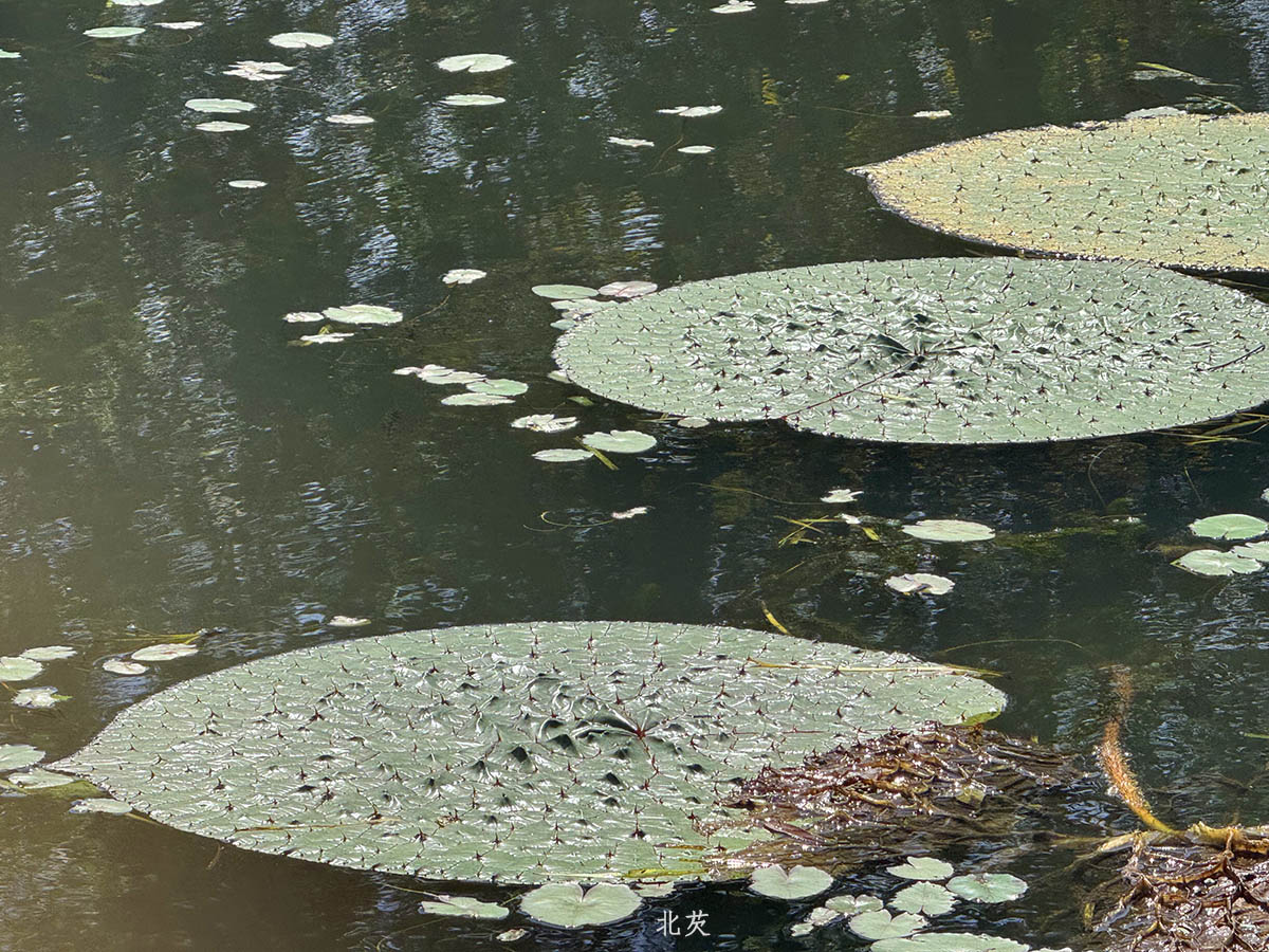 北芡.jpg 北芡.jpg