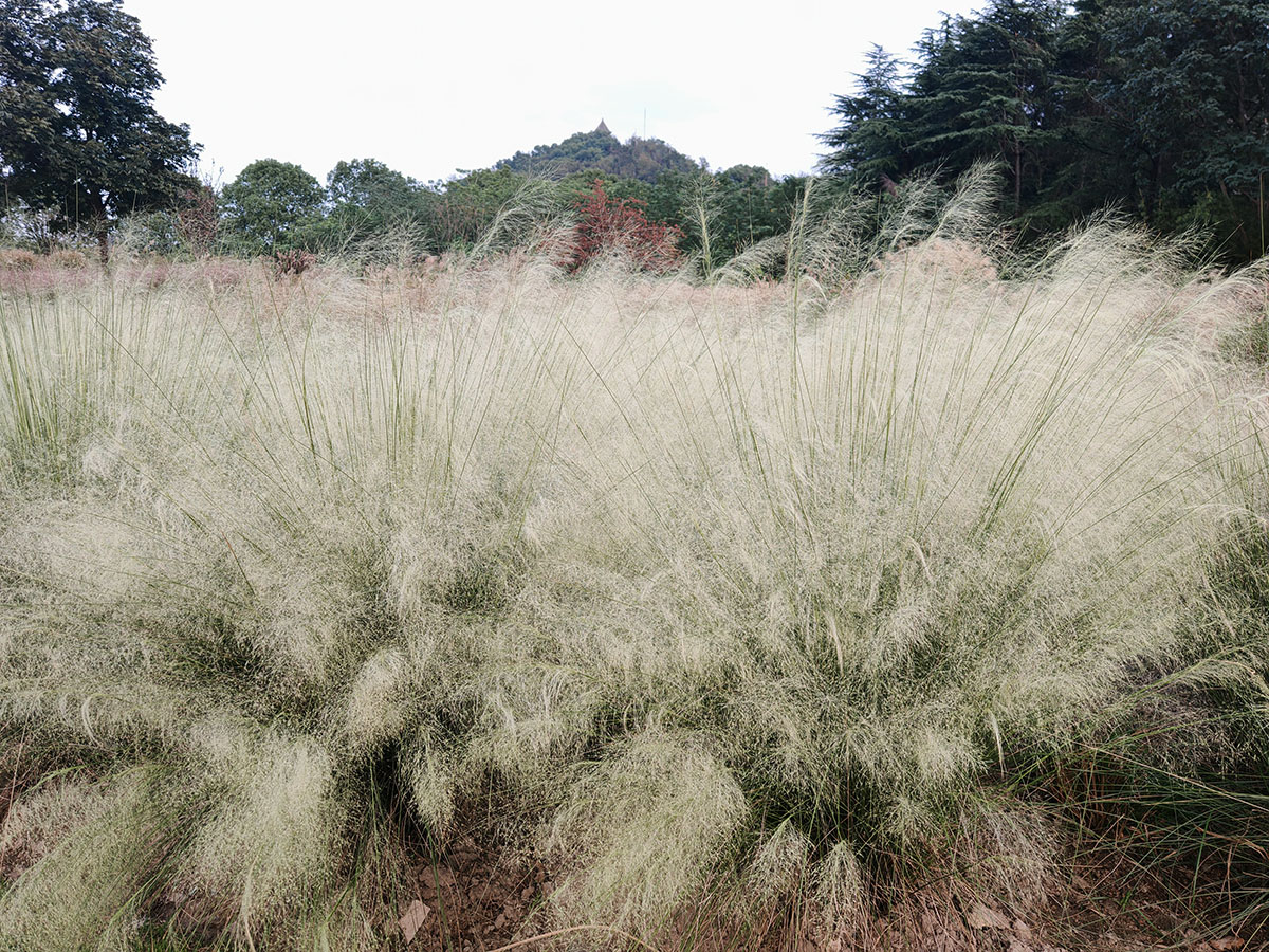 5、2025年10月下旬观赏效果 3.jpg