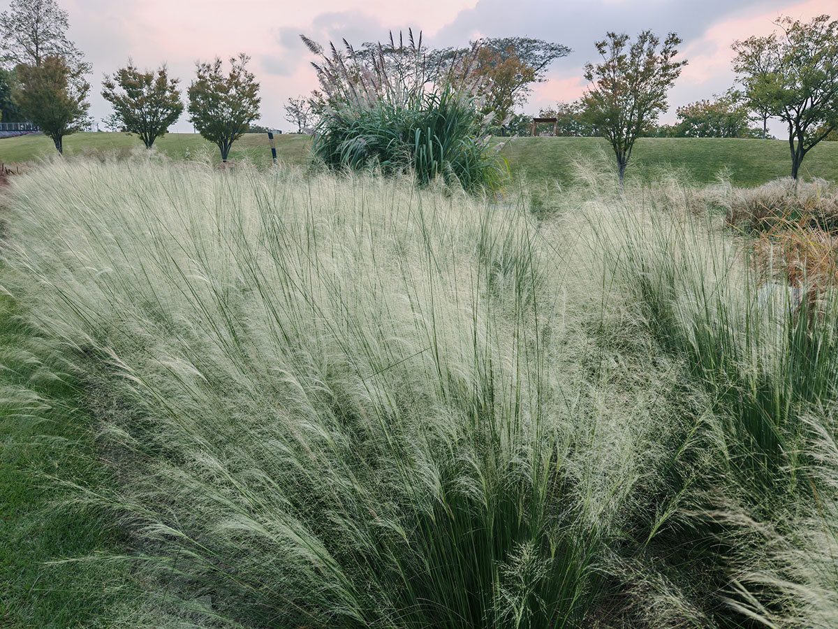 6、2025年10月下旬观赏效果 4.jpg