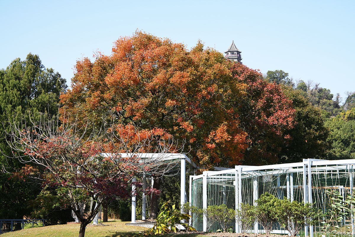 黄连木 野漆树.jpg